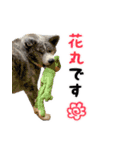 八王子秋田犬軍団（個別スタンプ：12）