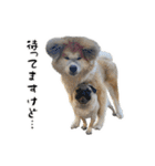 八王子秋田犬軍団（個別スタンプ：13）