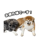 八王子秋田犬軍団（個別スタンプ：14）