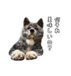 八王子秋田犬軍団（個別スタンプ：15）