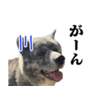 八王子秋田犬軍団（個別スタンプ：16）