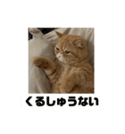 トム猫の日常（個別スタンプ：2）