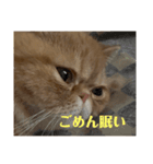 トム猫の日常（個別スタンプ：3）