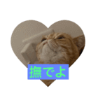 トム猫の日常（個別スタンプ：4）