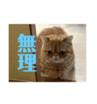 トム猫の日常（個別スタンプ：5）