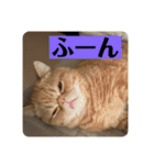 トム猫の日常（個別スタンプ：7）