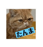 トム猫の日常（個別スタンプ：8）