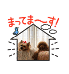 キャリーシェリーPart3（個別スタンプ：8）