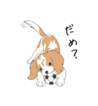 キャバリアぽっけ（個別スタンプ：4）