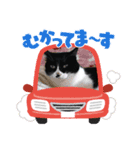 うちのにゃんこちぃ（個別スタンプ：3）