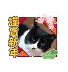 うちのにゃんこちぃ（個別スタンプ：7）