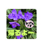 紫色の花だより（個別スタンプ：11）