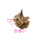 クルミさん飼い主の口癖（個別スタンプ：1）