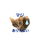 クルミさん飼い主の口癖（個別スタンプ：11）