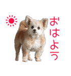 くむりむ兄妹犬（個別スタンプ：1）