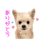 くむりむ兄妹犬（個別スタンプ：2）