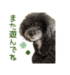 くむりむ兄妹犬（個別スタンプ：4）