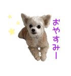 くむりむ兄妹犬（個別スタンプ：5）