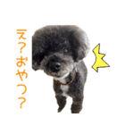 くむりむ兄妹犬（個別スタンプ：7）