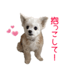 くむりむ兄妹犬（個別スタンプ：8）