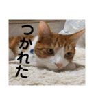 野田家ふぁみりー（個別スタンプ：6）