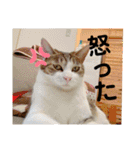 野田家ふぁみりー（個別スタンプ：7）