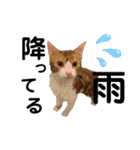 野田家ふぁみりー（個別スタンプ：15）