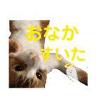 野田家ふぁみりー（個別スタンプ：34）