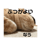 きよしろう坊ちゃん2（たまにクッキー）（個別スタンプ：2）