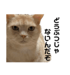 きよしろう坊ちゃん2（たまにクッキー）（個別スタンプ：15）