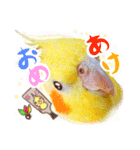 オカメインコ(*´ω｀*)年末年始（個別スタンプ：1）