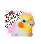 オカメインコ(*´ω｀*)年末年始（個別スタンプ：9）