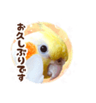 オカメインコ(*´ω｀*)年末年始（個別スタンプ：12）