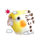 オカメインコ(*´ω｀*)年末年始（個別スタンプ：13）