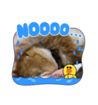 むむの子猫の時のかわいいスタンプだよ（個別スタンプ：4）