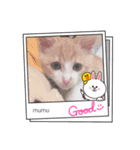 むむの子猫の時のかわいいスタンプだよ（個別スタンプ：7）