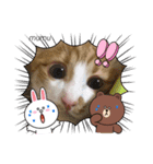むむの子猫の時のかわいいスタンプだよ（個別スタンプ：10）