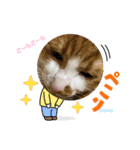 むむの子猫の時のかわいいスタンプだよ（個別スタンプ：15）