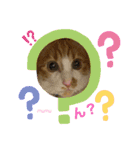 むむの子猫の時のかわいいスタンプだよ（個別スタンプ：16）