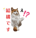 家の猫ズ@ クリスマス パーティー（個別スタンプ：2）