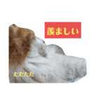 家の猫ズ@ クリスマス パーティー（個別スタンプ：9）