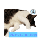 家の猫ズ@ クリスマス パーティー（個別スタンプ：10）