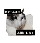家の猫ズ@ クリスマス パーティー（個別スタンプ：11）