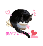家の猫ズ@ クリスマス パーティー（個別スタンプ：13）