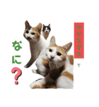 家の猫ズ@ クリスマス パーティー（個別スタンプ：14）