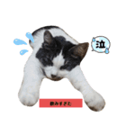 家の猫ズ@ クリスマス パーティー（個別スタンプ：15）