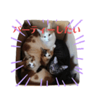 家の猫ズ@ クリスマス パーティー（個別スタンプ：16）