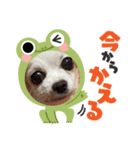 ゆめの毎日スタンプ5（個別スタンプ：5）