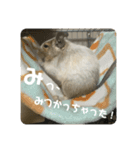 ウチのぽてとさらだ（個別スタンプ：9）