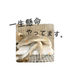ウチのぽてとさらだ（個別スタンプ：11）